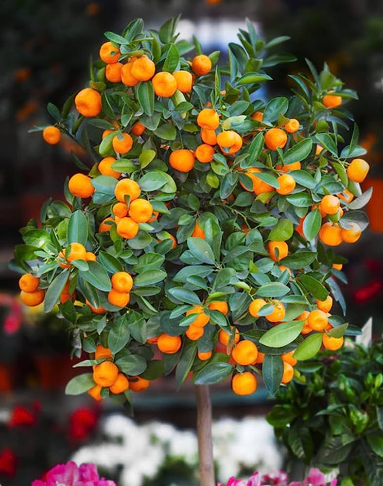 Small Orange Fruit Plants