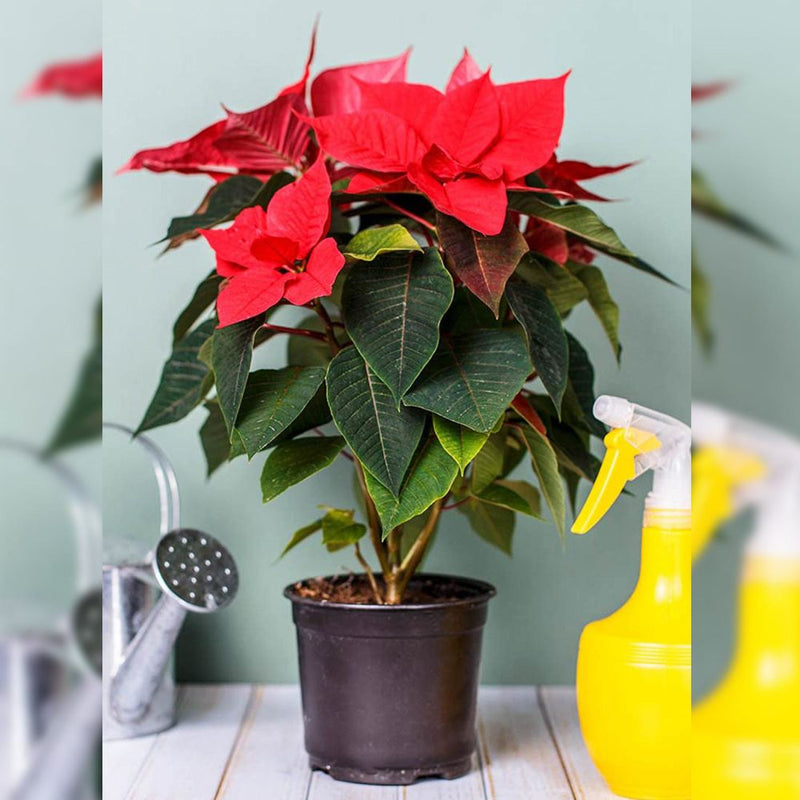 Poinsettia