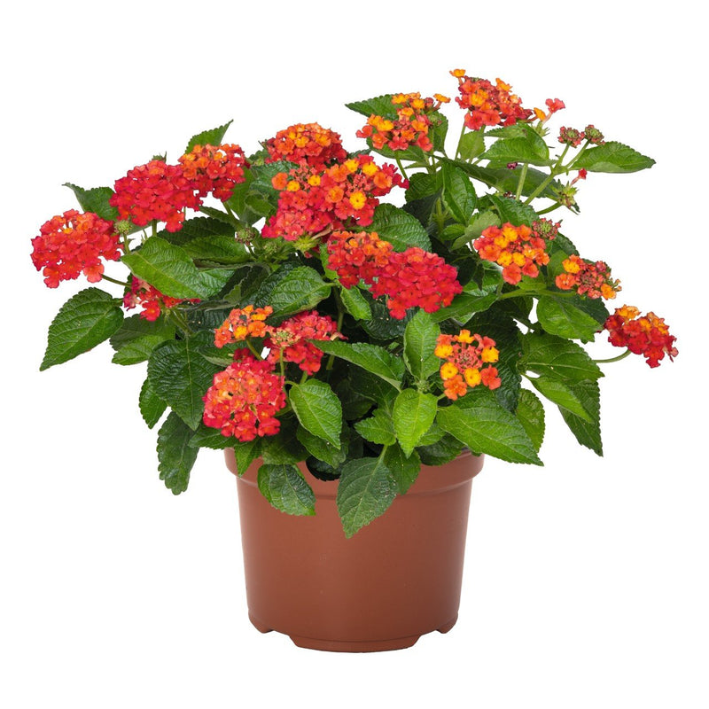 Lantana camara / Bigleaf Lantana Plants