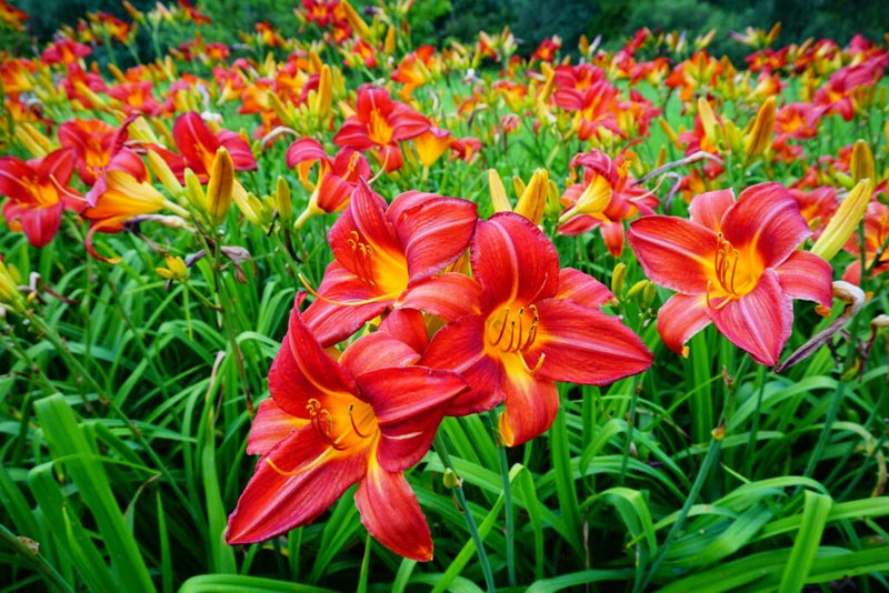 Hemerocallis Daylilies Plants