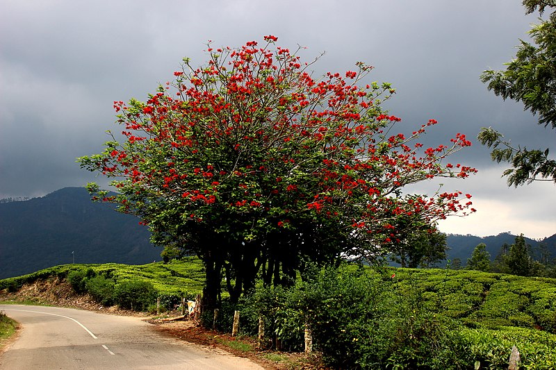 Indian Coral Tree Erythrina Variegata