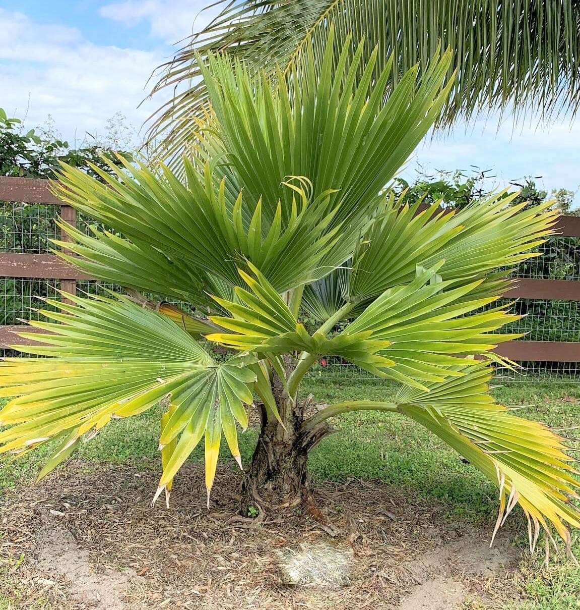 Fiji Fan Palm Tree Pritchardia Pacifica