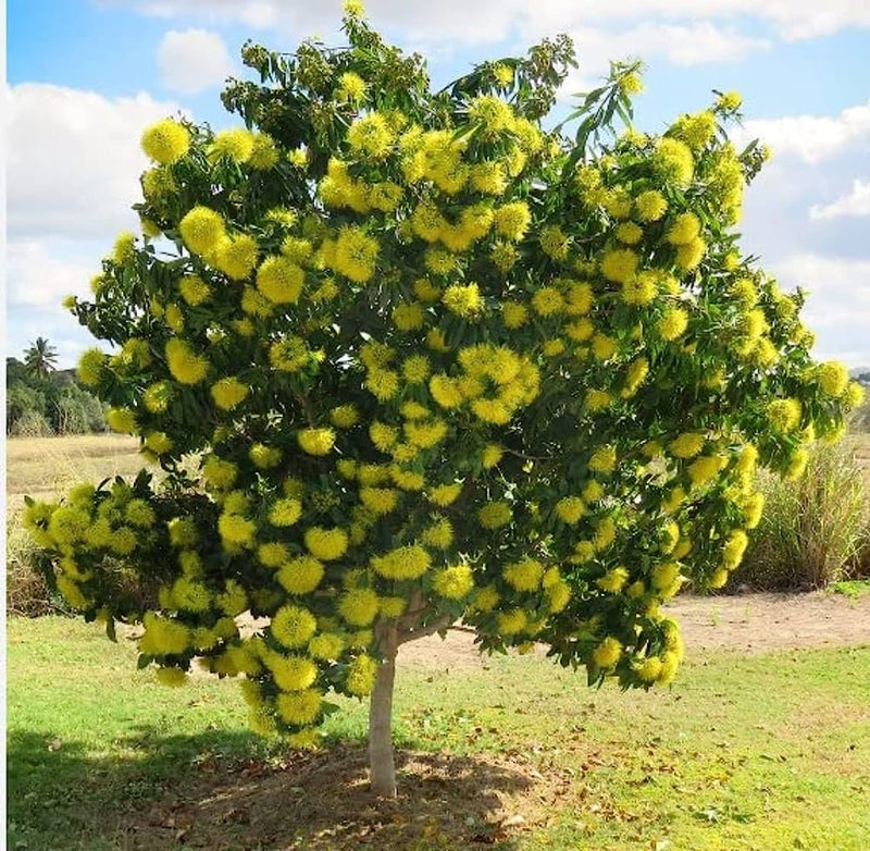 Xanthostemon Chrysanthus