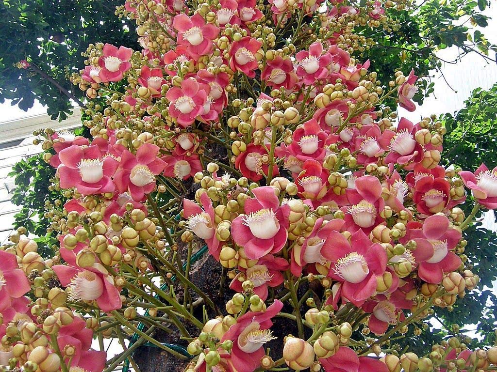 Cannonball tree Plant