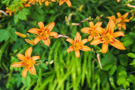 Hemerocallis Daylilies Plants