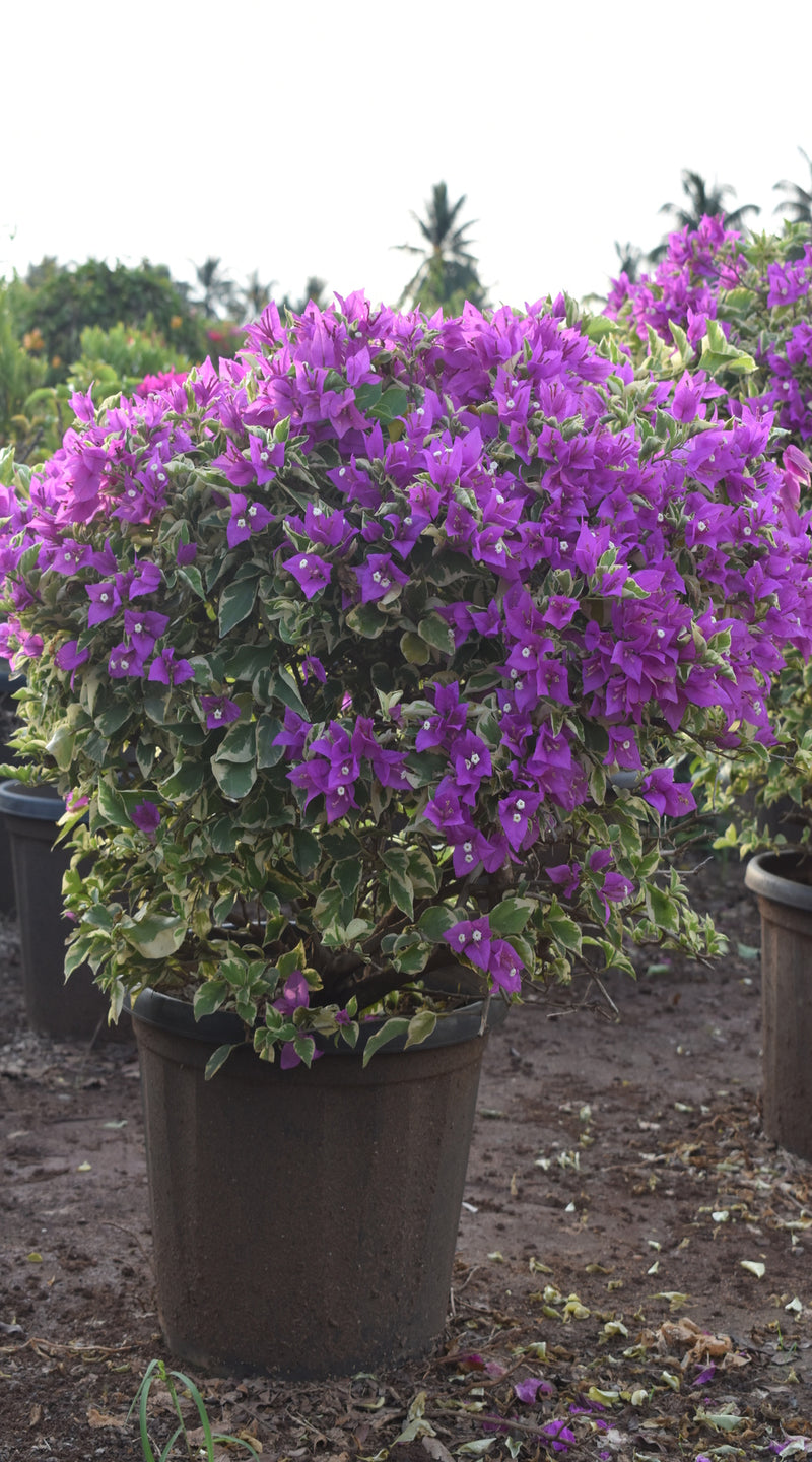 Bougainvillea