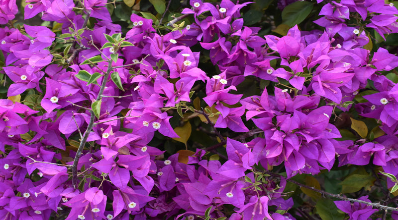 Bougainvillea