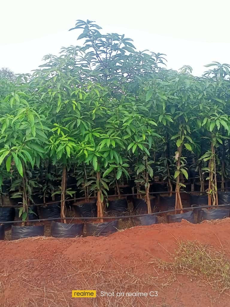 Mango Mangifera indica