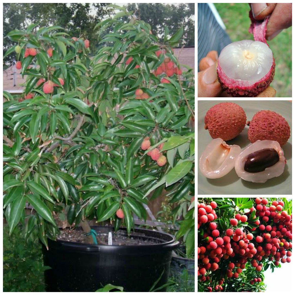 Lychee Fruit Plants