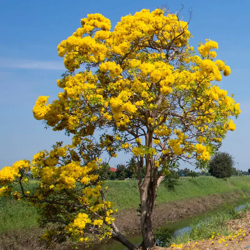 Cassia Siamea Senna Siamea Plant