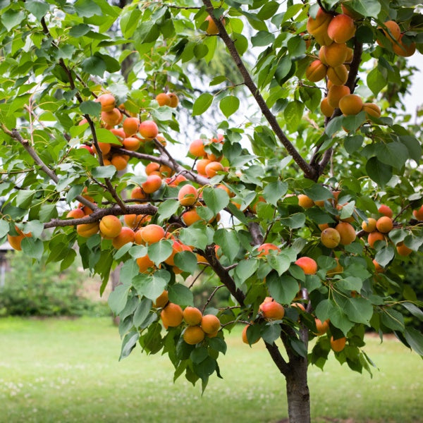 Apricot Fruit Plant