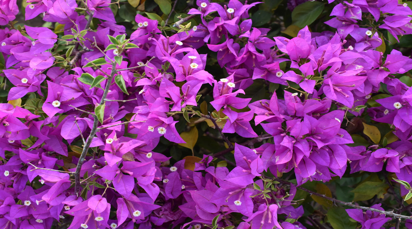 Flower Plants