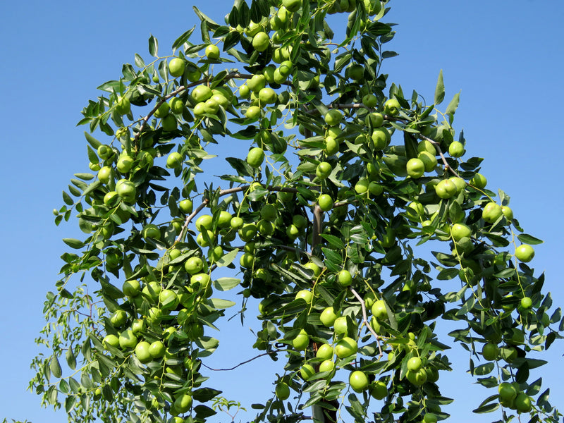 Appleber Ziziphus Mauritiana