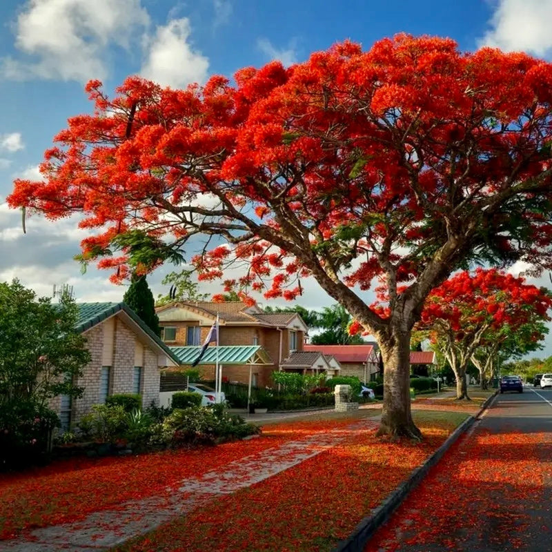 Delonix Regia Gulmohar