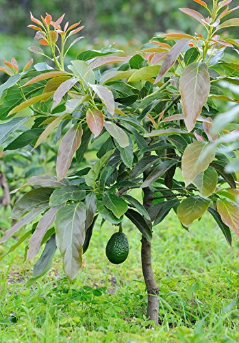 Avocado Persea Americana