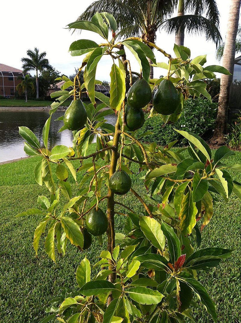 Avocado Persea Americana