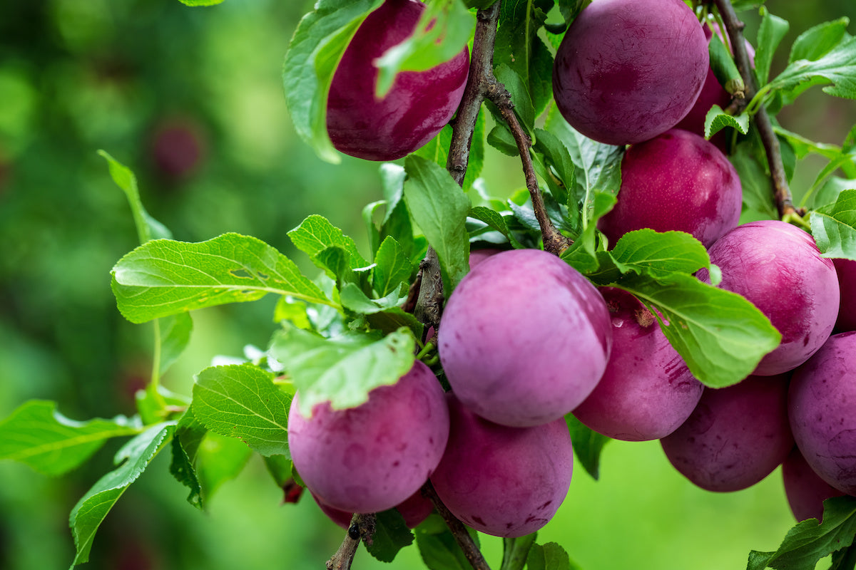 Plum Fruit Plants