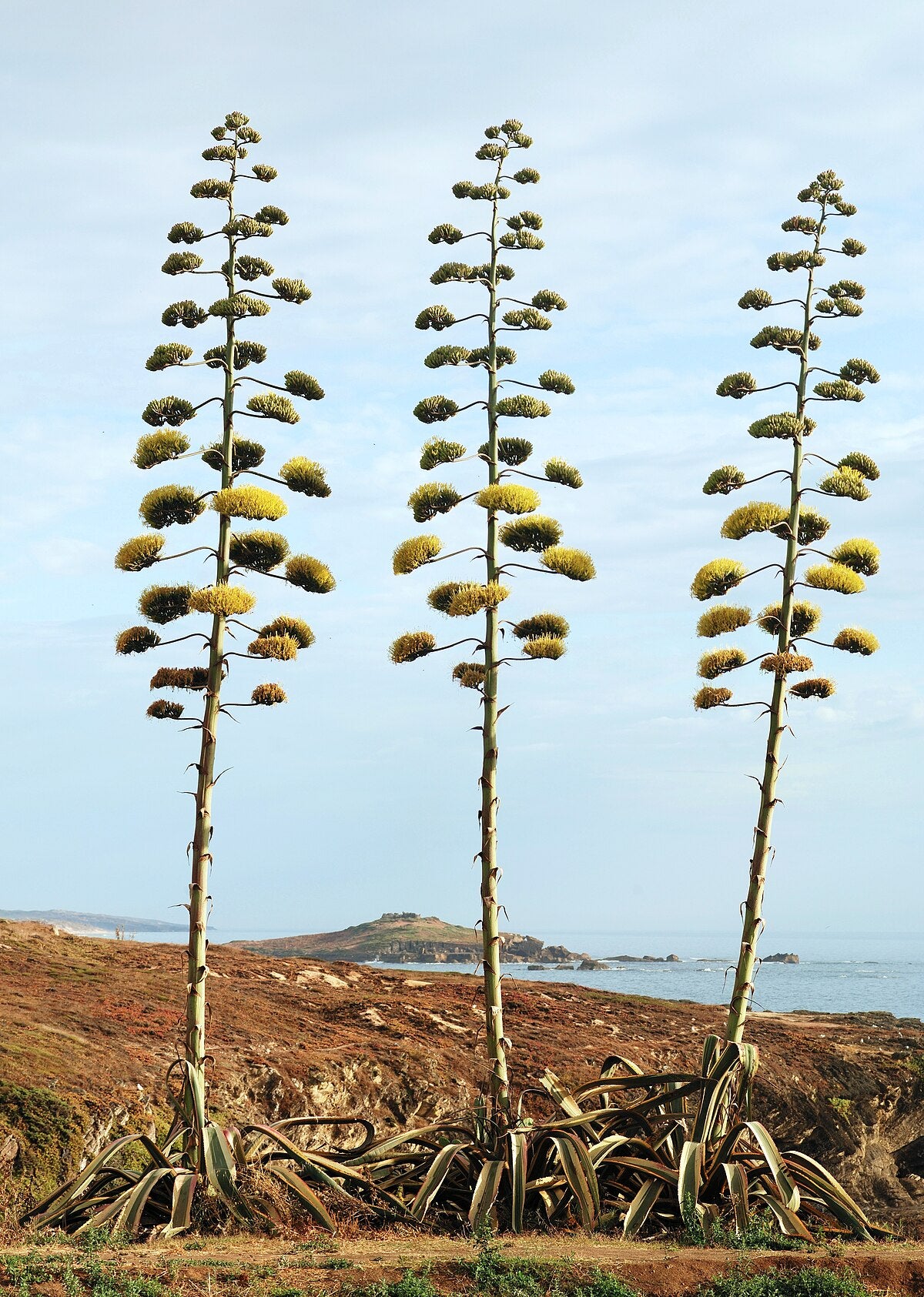 Century Plant (Agave americana) | Wholesale Security Plants Kadiyam ...