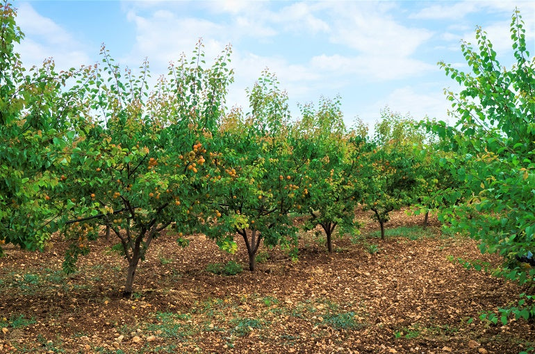 Apricot Prunus armeniaca