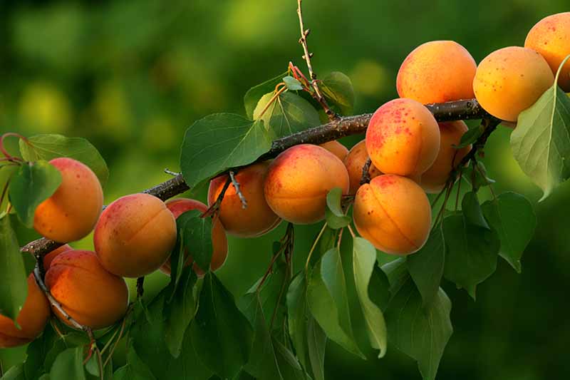 Apricot Prunus armeniaca