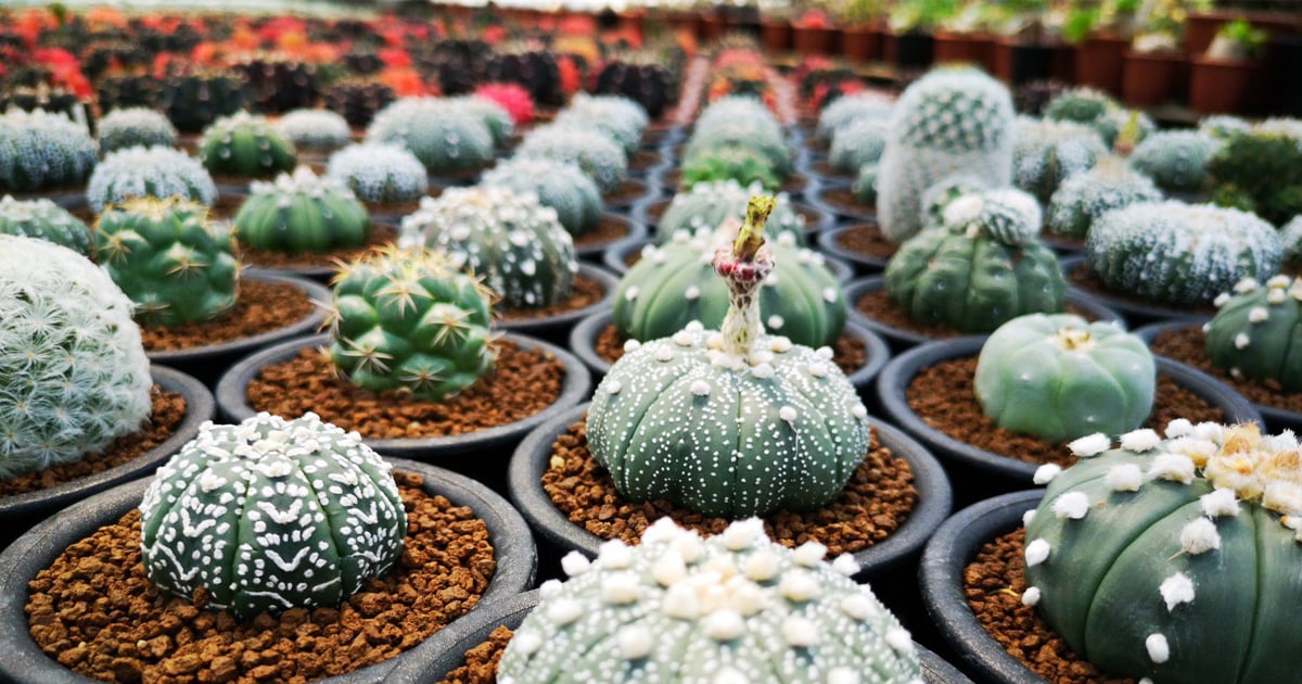Astrophytum Cactus Plants