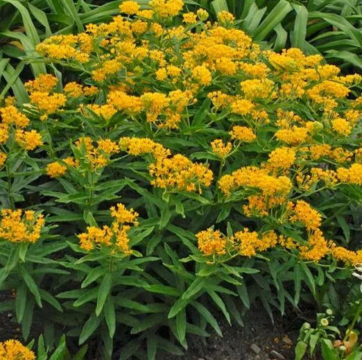 Asclepias Yellow Plants