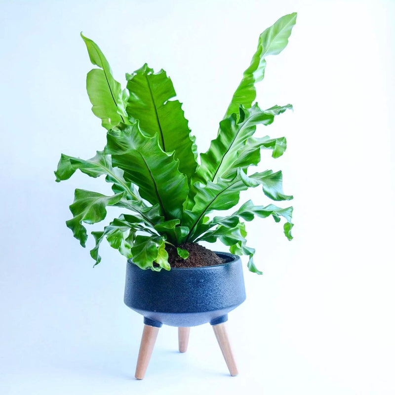 Asplenium Nidus Plant