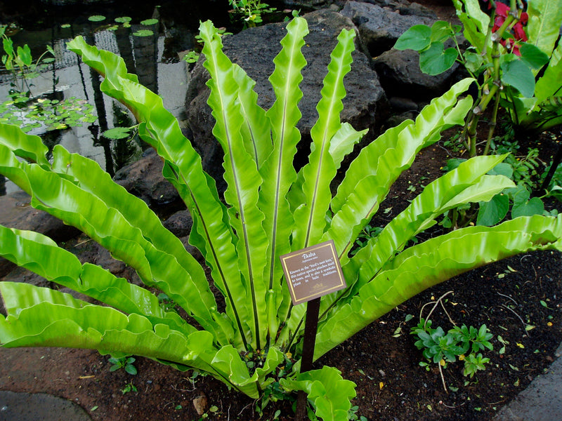 Asplenium Nidus Plant