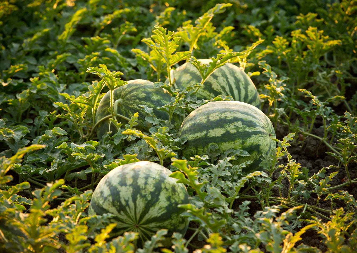 Watermelon Fruit Plants