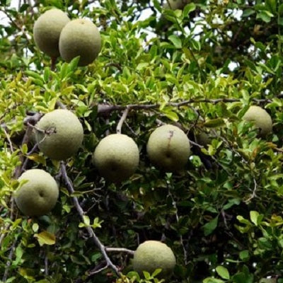 Wood apple Aegle Marmelos