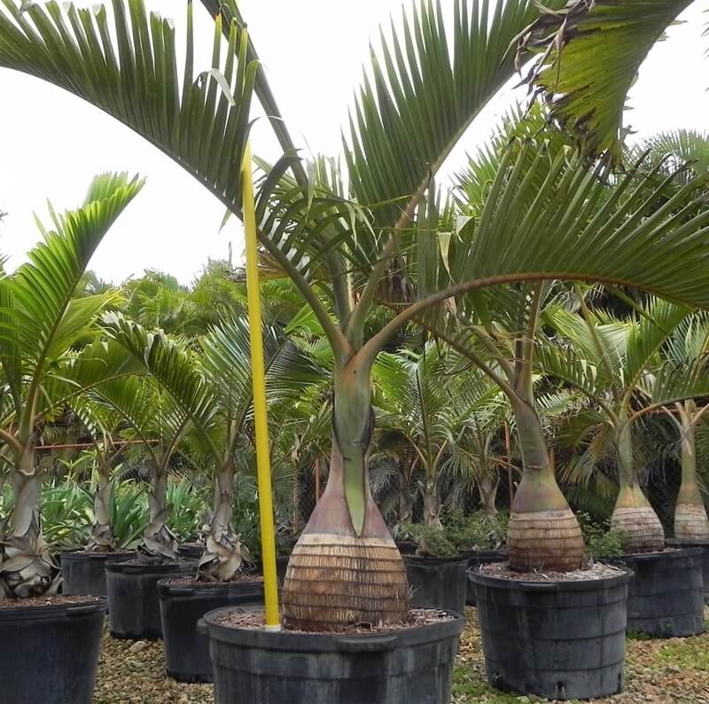 Royal Bottle Palm
