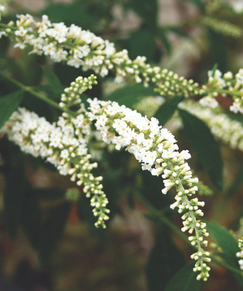 Buddleja Asiatica Plant