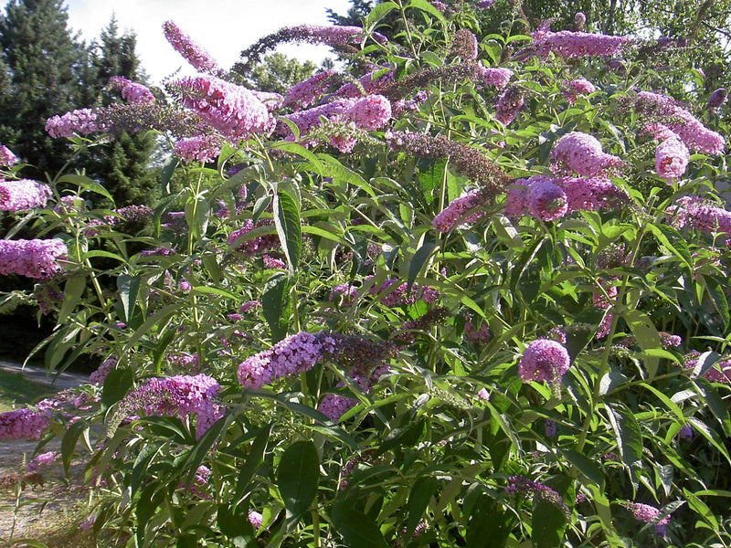 Buddleja Variegated Leaves Plant
