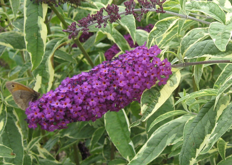 Buddleja Variegated Leaves Plant