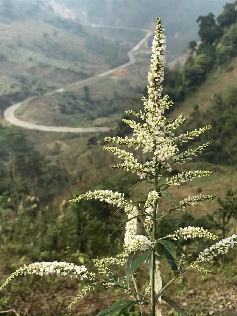 Buddleja Asiatica Plant
