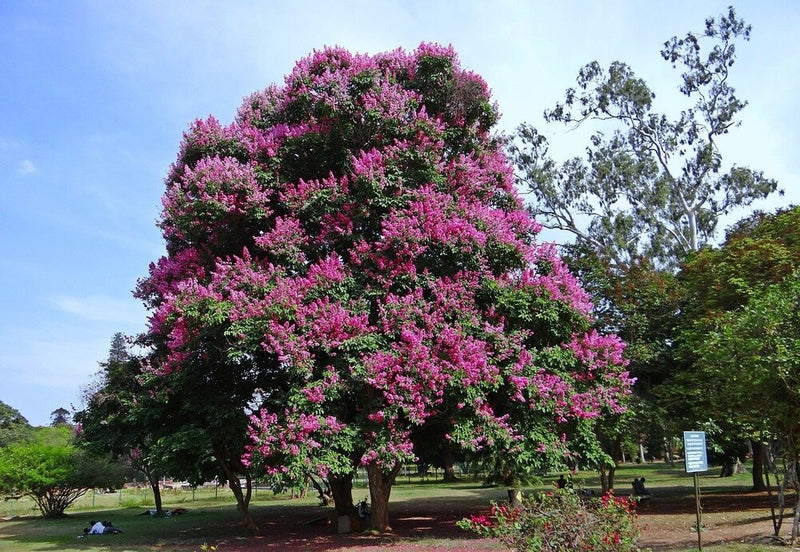 Lagerstroemia Indica