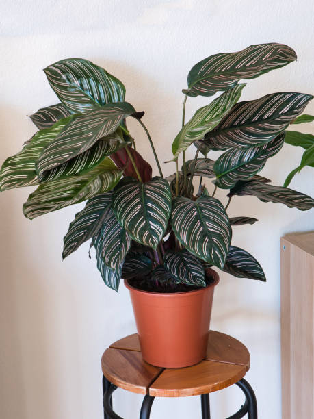 Calathea Ornata Sanderiana Plant