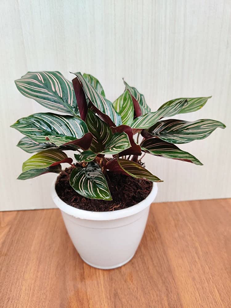 Calathea Ornata Sanderiana Plant
