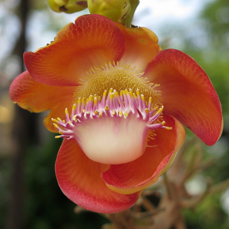 Cannonball tree Plant