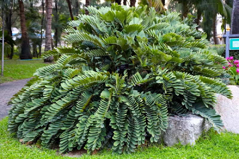 Zamia Furfuracea