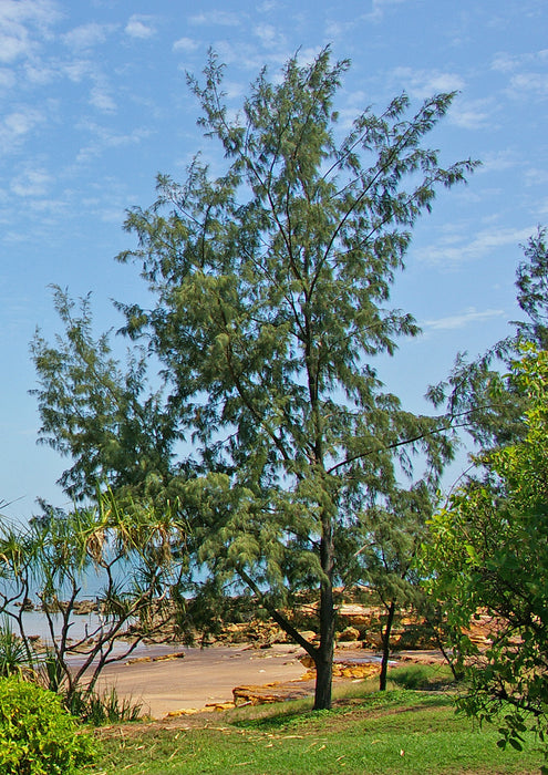 Casuarina Equisetifolia