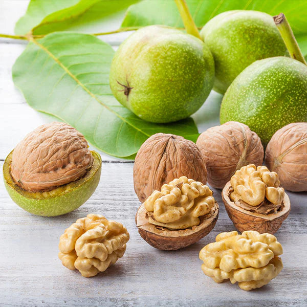 Walnut Juglans