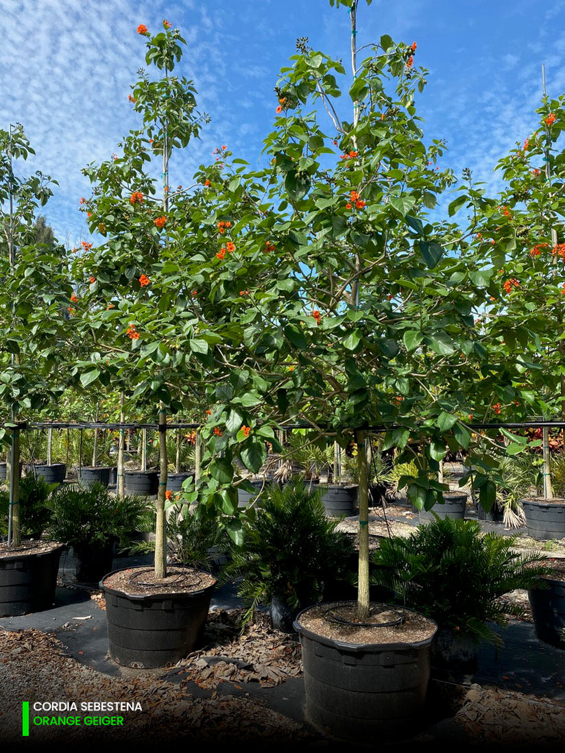 Best Cordia Sebestena Plant Trees Nurseries Near Me Kadiyam India ...