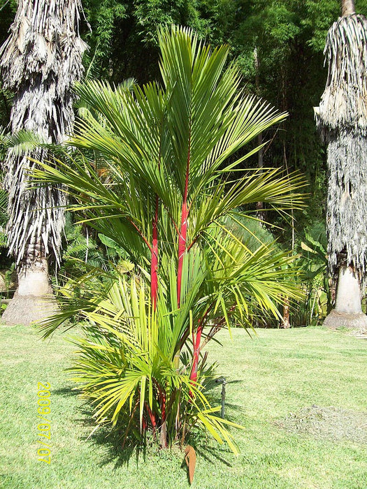 Redneck Palm