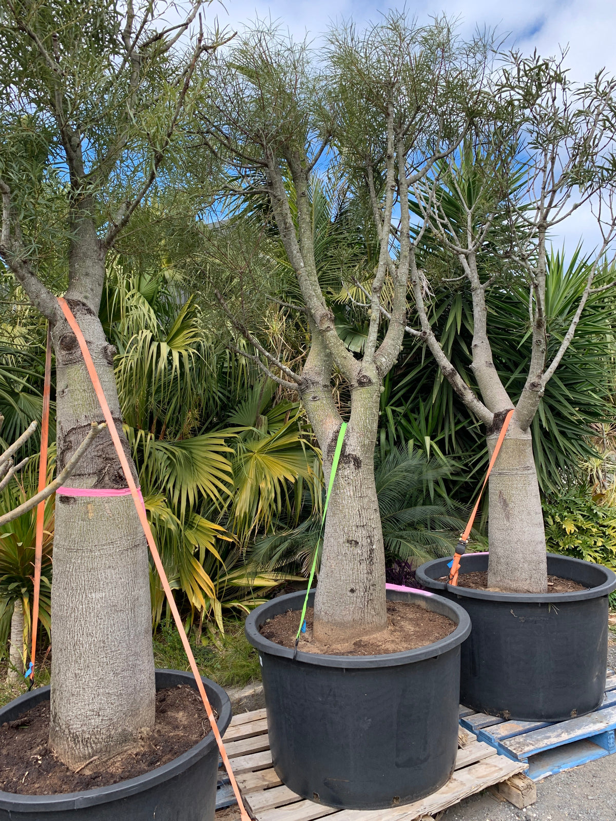 Adansonia Digitata Trees Nurseries in Kadiyam India: Find High-Quality ...