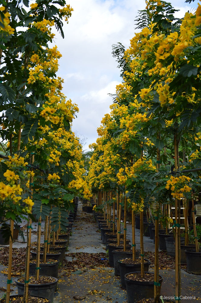 Cassia Siamea Senna Siamea Plant