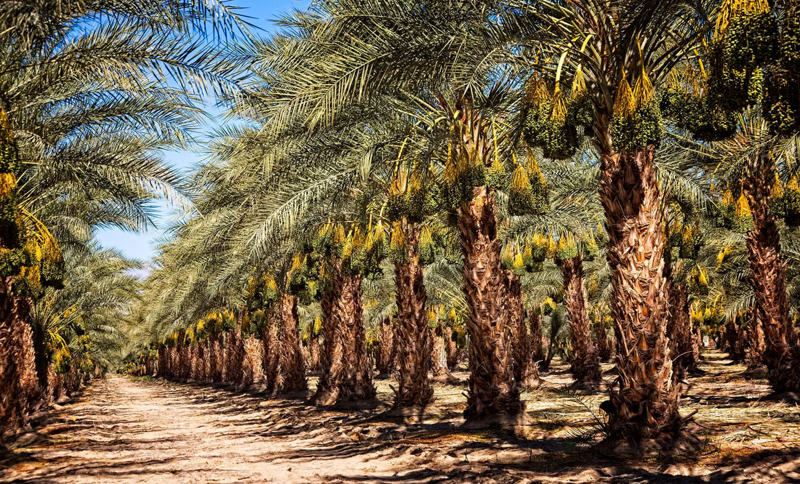 Date Palm Phoenix Dactylifera