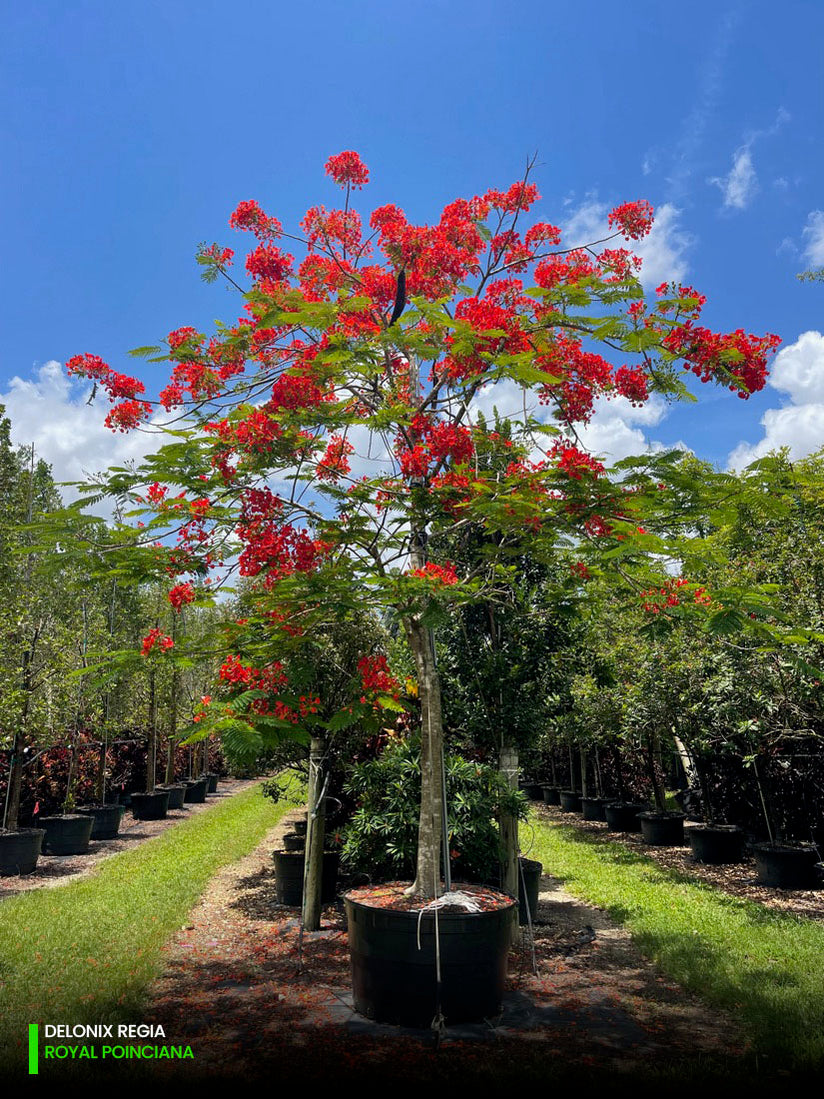 Best Delonix Regia Trees Nurseries Nearest To Me Kadiyam India Gulmohar