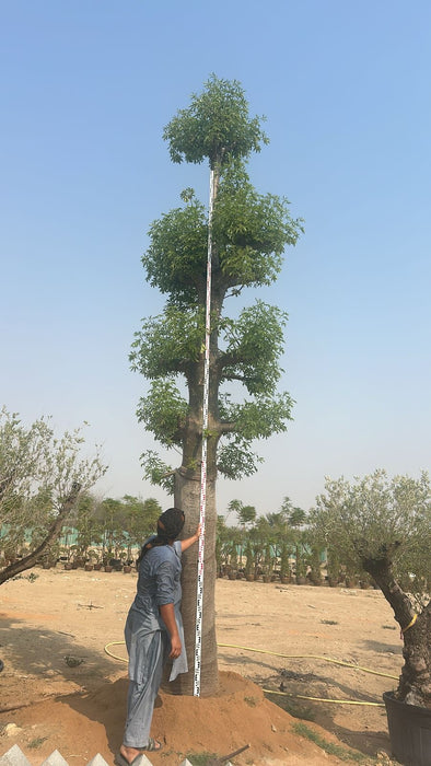 Adansonia Digitata Trees Nurseries in Kadiyam India: Find High-Quality ...