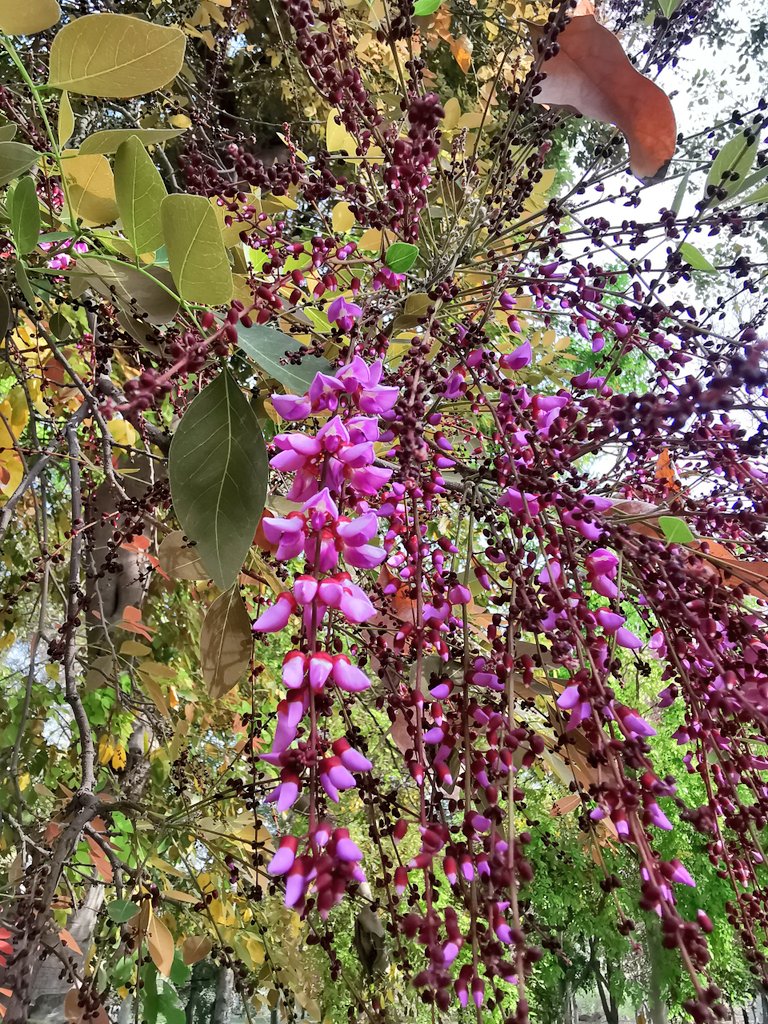 Moulmein Rosewood Millettia peguensis